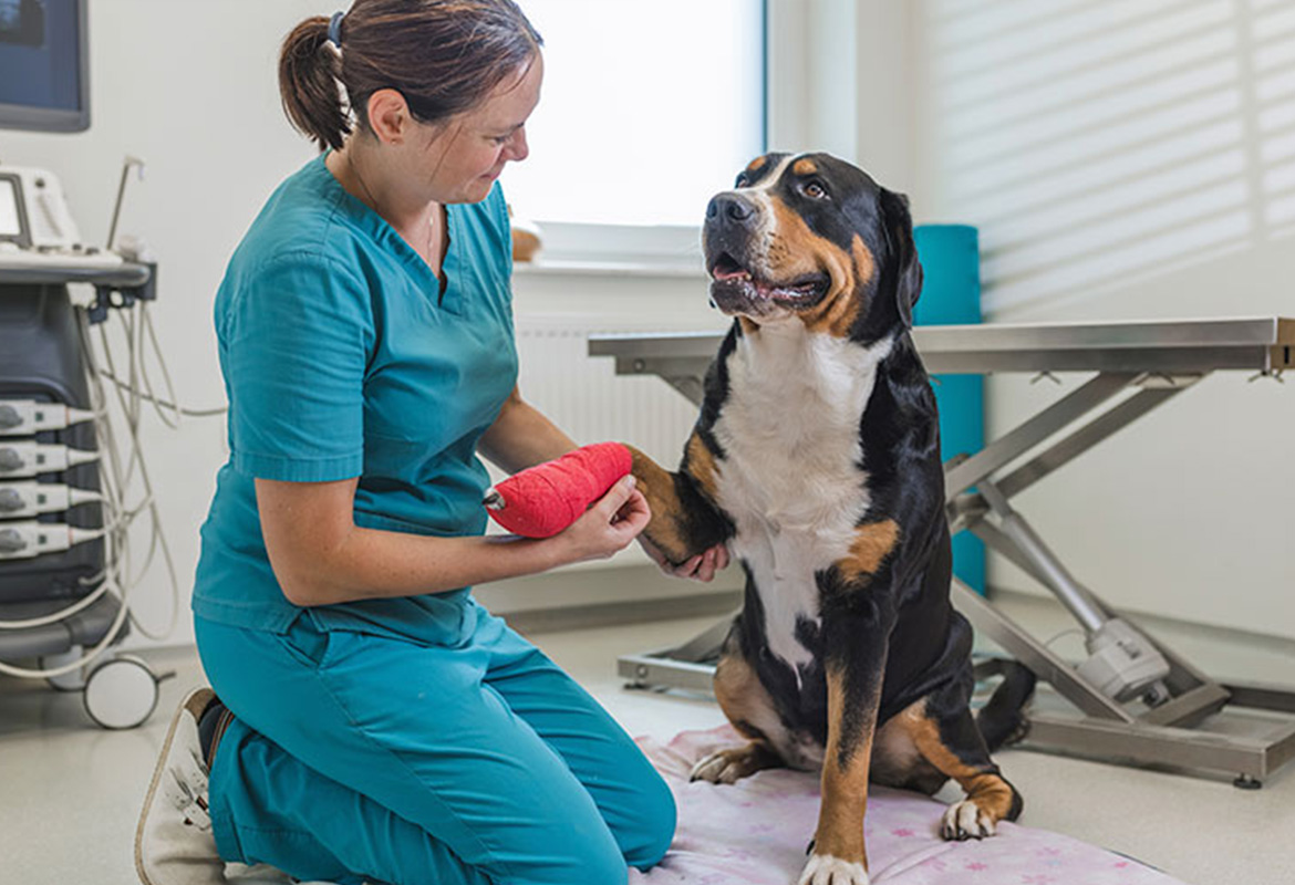 Sistema ERP Veterinaria